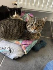 Fundtier Tier-ID 38940